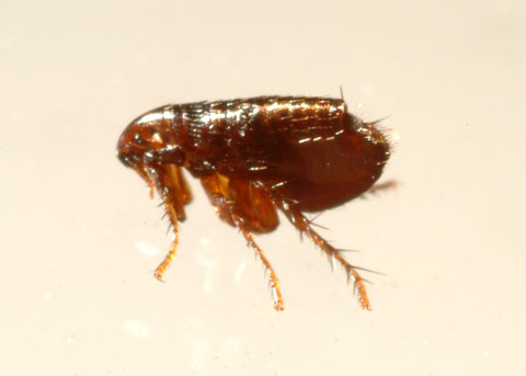 Are Cat Fleas Smaller Than Dog Fleas Are Cat Fleas Smaller Than Dog Fleas